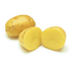 Potato - Yukon Gold

4727