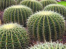 The Plantae kingdom consists of eukaryotic, multicellular organisms. All of the members of the Plantae kingdom are autotrophic. Members of this kingdom also reproduce sexually by pollination. An example of a member of the Plantae kingdom is a cactus.