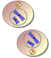 This animation illustrates the events of _____.
A. prophase I 
B. prophase II 
C. telophase I and cytokinesis 
D. telophase II and cytokinesis 
E. anaphase II