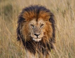 The Animalia kingdom contains eukaryotic, multicellular organisms. They are also the main examples of heterotrophic organisms. Members of this kingdom, called animals, can reproduce either sexually or asexually. An example of an animal is a lion.