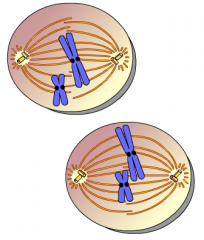 This is an animation of _____.
A. interphase 
B. metaphase II
C. anaphase II 
D. prophase I 
E. anaphase I