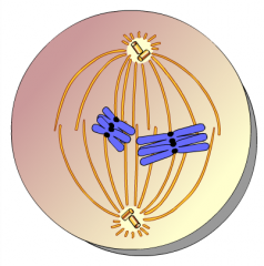 This is an animation of _____.
A. anaphase I 
B. prophase II
C. metaphase I 
D. telophase I and cytokinesis 
E. metaphase II
