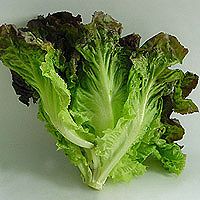 Lettuce - Red Leaf

4075