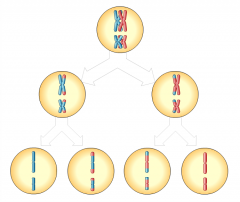 Which of these gametes contains one or more recombinant chromosomes?
A. A and D 
B. D and E 
C. B and C 
D. A and B 
E. A and C
