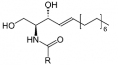 Ceramides are composed of a sphingosine and a fatty acid. The R group denotes the alkyl portion of a fatty acid.
