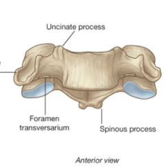 articulate with preceding vertebra at uncovertebral joints