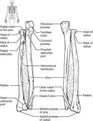 at the proximal and distal radioulnar joints
Proximal ulna has radial notch 
Distal radius has ulnar notch 
The interosseous membrane interconnects radius and ulna
In anatomical position ( palms facing forward) the radius is lateral and the uln...
