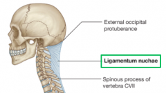 Ligamentum nuchae or nuchal ligament