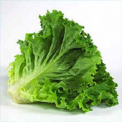 Lettuce - Green Leaf

4076