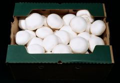 Mushroom - White Large

4085