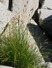 Carex subfusca
Cyperaceae