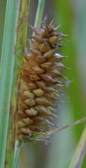 Carex utriculata
Cyperaceae