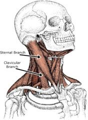 Origin:  Sternum, medial third clavicle 
insertion: MAstoid process
Action: unilaterally - tilts head to side, rotation. 
Nerve: 11th cranial nerve --> sensory info to C2
