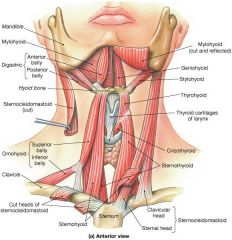 omohyoid: superior belly - hyoid -->intermediate tendon deep to SCM. inferior - tendon --> lateral across posterior triangle --> scapula. 


sternohyoid: (superficial) sternum, hyoid bone


Thyrohyoid: (deep) thyroid cartilage --> hyoid bone
...