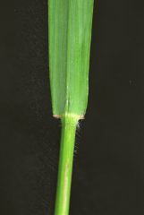 Bromus carinatus var. carinatus
Poaceae

*Seed Mix