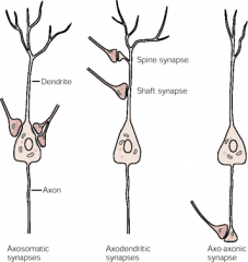 a) Axodendric


 


b) Axosomatic


 


c) Axoaxonic


 


d) Dendrodendric