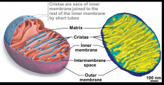The mitochondrial matrix