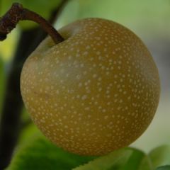 Pear - Asian