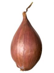Onion - Shallot