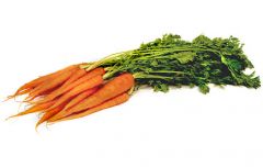 Carrot - Baby Bunch