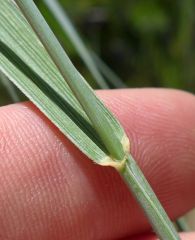 *Elymus hispidus
Intermediate wheatgrass
Poaceae