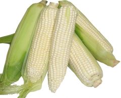 Corn - White