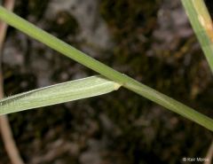 Elymus multisetus
Poaceae