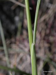 Festuca idahoensis
Poaceae

*Seed Mix