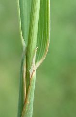 *Phleum pratense
Common timothy
Poaceae