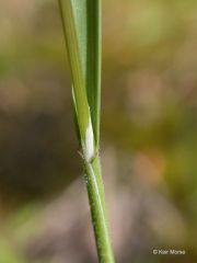 *Poa bulbosa subsp. vivipara
Bulbous bluegrass
Poaceae