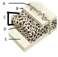 A = Suture
B = Outer compact bone
C = Spongy bony bone
D = Trabelculae
E = Inner compact bone