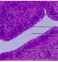 What type of tissue is this?
