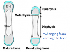 Diaphysis = innermost
Metaphysis = Middle
Epiphysis = outer

