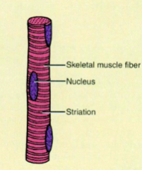 - Cells are long cylinders with many peripherals nuclei 
- Visible light and dark banding (looks striated)
- Voluntary or conscious control