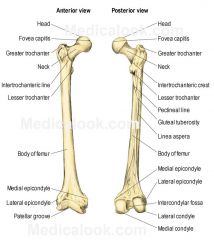 Medial epicondyle 
Lateral epicondyle 
Medial condyle 
Lateral condyle 
Intercondylar fossa  ( posterior veiw ) 
adductor tubercle 

