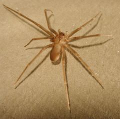 Loxosceles spiders (Recluse spiders). Clinical presentation? Treatment?