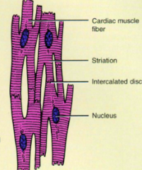 - Cells are branched cylinders with one central nuclei
- Involuntary and striated 
- Attached to and communicate with each other by intercalated discs. 