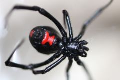 Clinical features of Latrodectus (Widow spiders) bites? (3)

Treatment option?