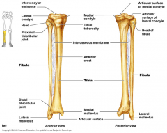 Proximal tibia articulates with distal  femur to form the knee joint 
Interchondylar emiance 
articular surface of medial chondyle 
articular surface of lateral chondyle 
articular surfaces articulate with distal femur 
Tibial tuberosity 

