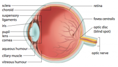 where the optic nerve leaves the eye
- incapable of detecting light