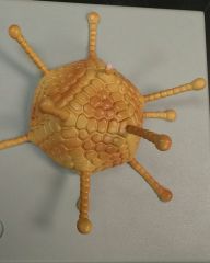 What structures are sticking out of this virus and are on it's surface?