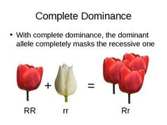 The dominant allele completely masks the effect of the allele that is recessive