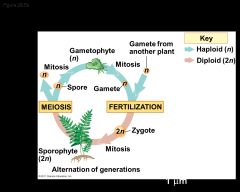 -Plants alternate between two multicellular stages, a reproductive cycle called alternation of generations
-The gametophyte is haploid and produces haploid gametes by mitosis
-Fusion of the gametes gives rise to the diploid sporophyte, which pro...