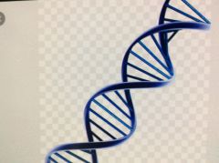____is the carrier of genetic info