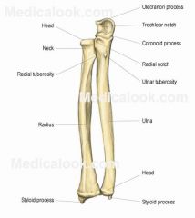 Where the ulna and radius join