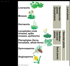 -Land plants can be informally grouped based on the presence or absence of vascular tissue
-Most plants have vascular tissue; these constitute the vascular plants
-Nonvascular plants are commonly called bryophytes
-Bryophytes are not a monophyl...