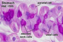 gastric pits that are ‘deeping’ into the lamina propria and that open further into the gastric glands. Parietal cells are eosinophilic with a "fried egg" appearance , Peptic cells are basophlilic with basal nuclei. 