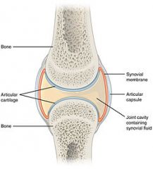 Articular cartilage 
- ends of opposing bones are covered with hyaline cartilage 
- absorbs compression 
Joint cavity
- unique to synovial joint
- cavity space that contains synovial fluid 

