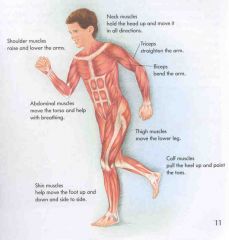 Works with the skeletal system to help you move
   1) SKELETAL muscle: helps BONES move
   2) SmOOth muscle: moves fOOd
   3) CARDIAC muscle: pumps BLOOD