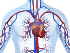 Pumps blood through your blood vessels
  
Includes: heart, blood, and blood vessels

 1) ARTERIES: pump blood AWAY from the heart
 2) Veins: pump blood to heart
 3) Capillaries: allow things to leave your blood and get to body cells.